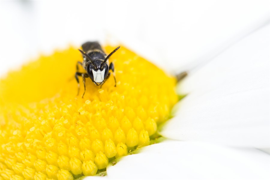 Bericht Het Bentwoud, een parel in het bijenlandschap bekijken
